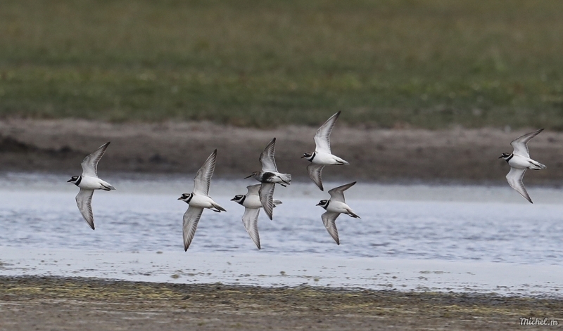 Photo Oiseaux Grand Gravelot