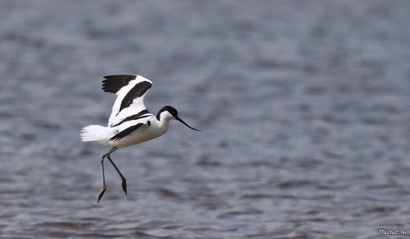 Photo Oiseaux avocette elegante