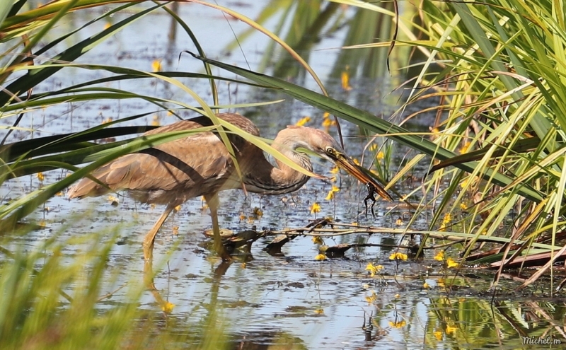 Photo Oiseaux heron pourpre