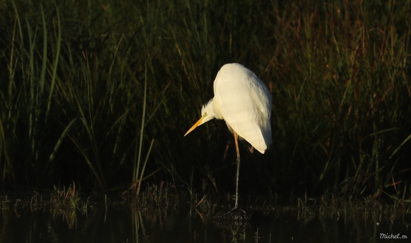 Photo Oiseaux Grande aigrette