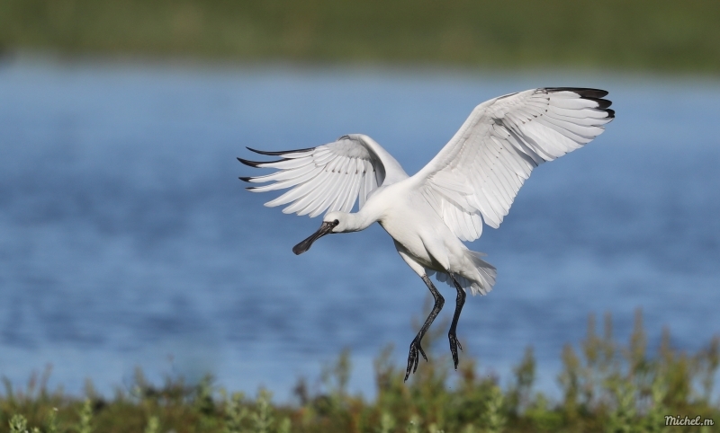 Photo Oiseaux Spatule blanche (Platalea leucorodia)