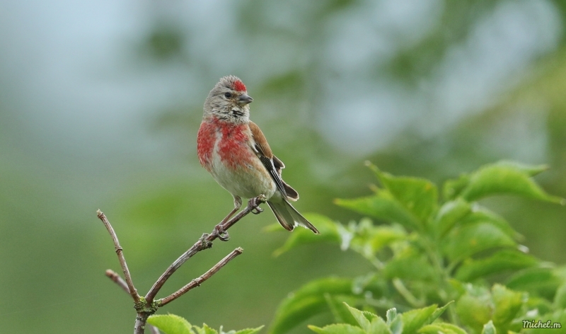 Photo Oiseaux Linotte mélodieuse