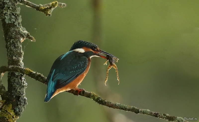 Photo Oiseaux Martin-pêcheur d'Europe (Alcedo atthis)