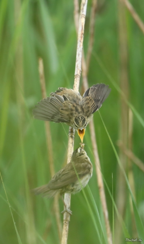 Photo Oiseaux Phragmite des joncs (Acrocephalus schoenobaenus)