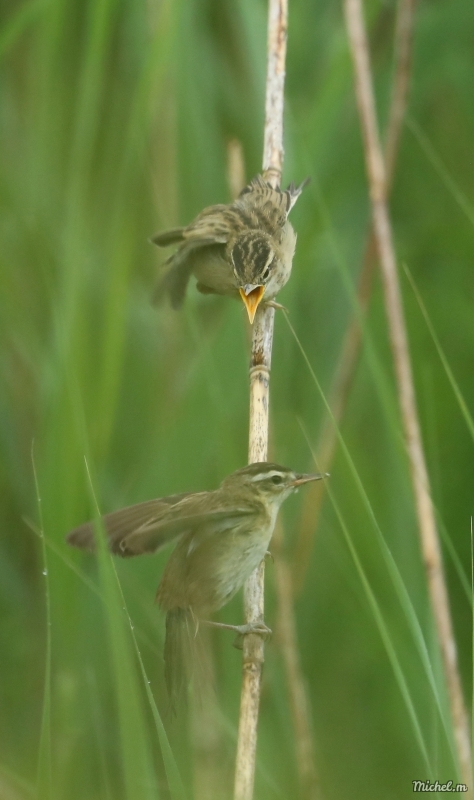 Photo Oiseaux Phragmite des joncs (Acrocephalus schoenobaenus)