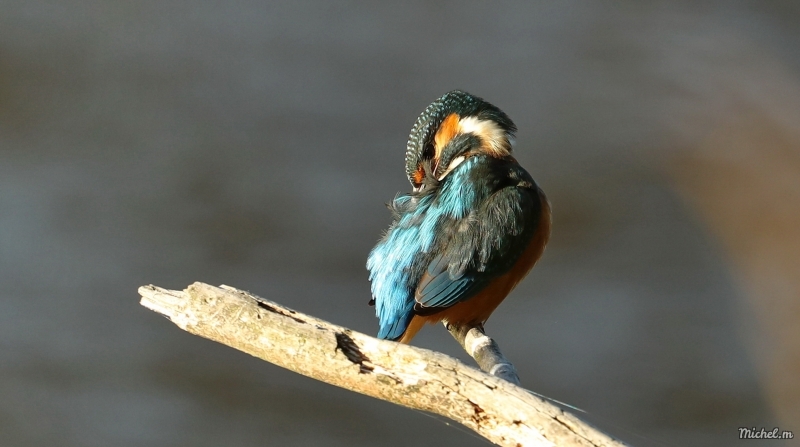 Photo Oiseaux Martin-pêcheur