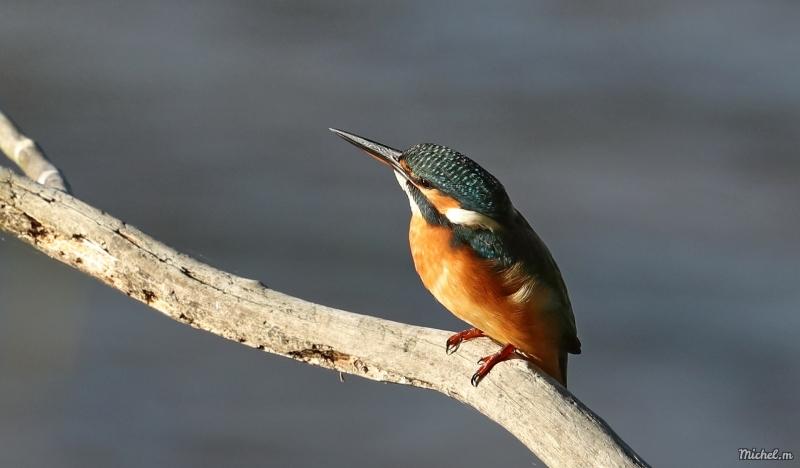 Photo Oiseaux martin pêcheur