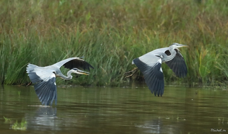 Photo Oiseaux Héron cendré