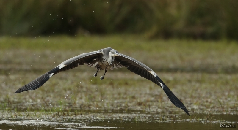 Photo Oiseaux Héron cendré