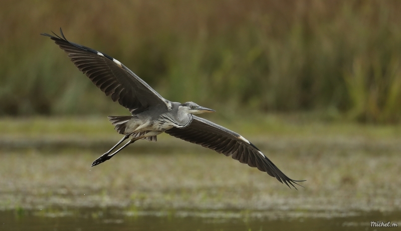 Photo Oiseaux Héron cendré