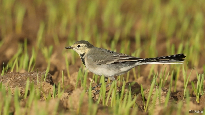 Photo Oiseaux Bergeronette grise