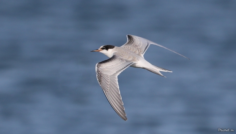 Photo Oiseaux Sterne pierregarin (Sterna hirundo)