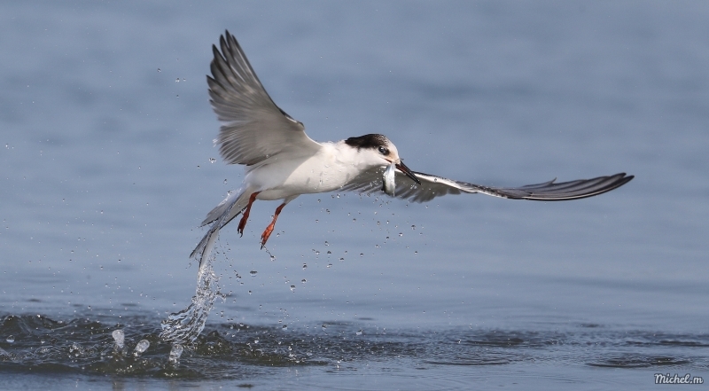 Photo Oiseaux Sterne pierregarin