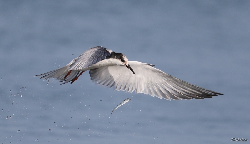 Photo Oiseaux Sterne pierregarin (Sterna hirundo)