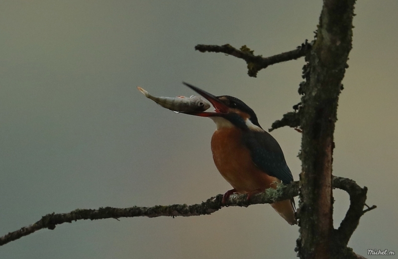 Photo Oiseaux Martin-pêcheur