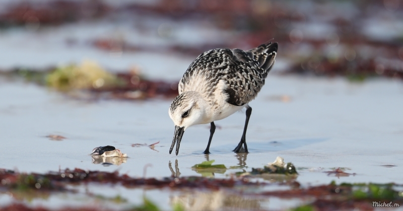 Photo Oiseaux Bécasseau sanderling (Calidris alba)
