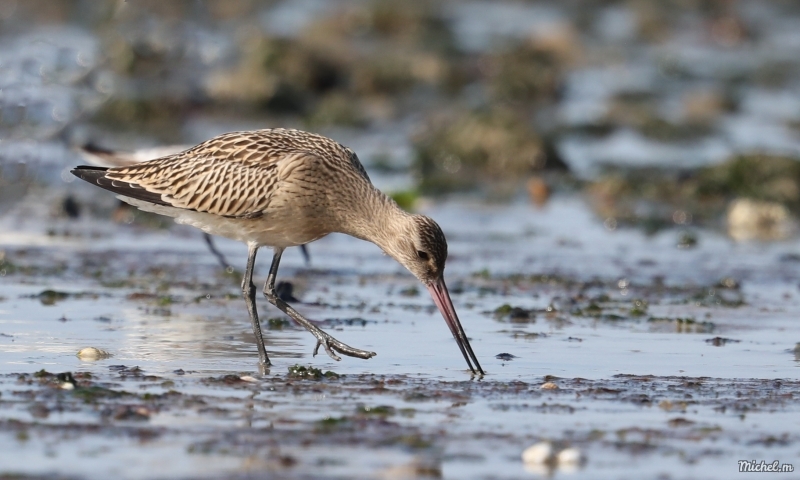 Photo Oiseaux barge rousse