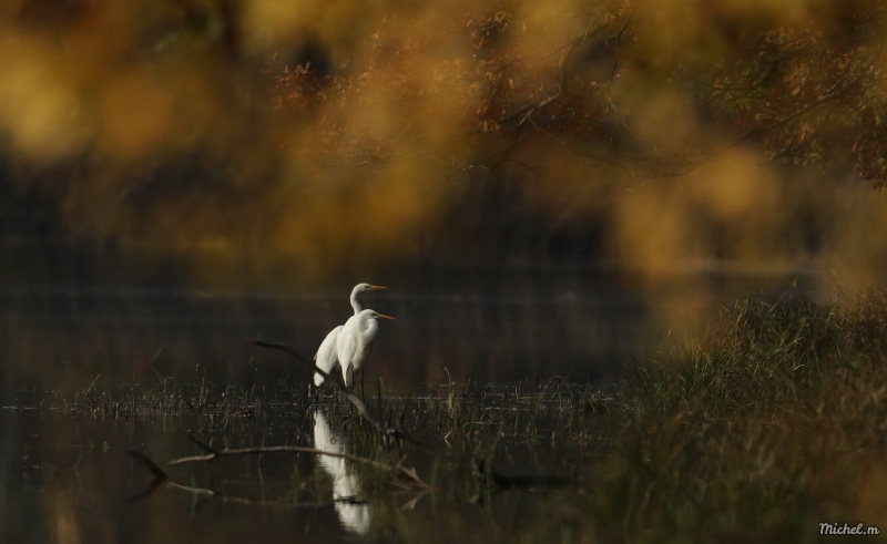 Photo Oiseaux Grande aigrette