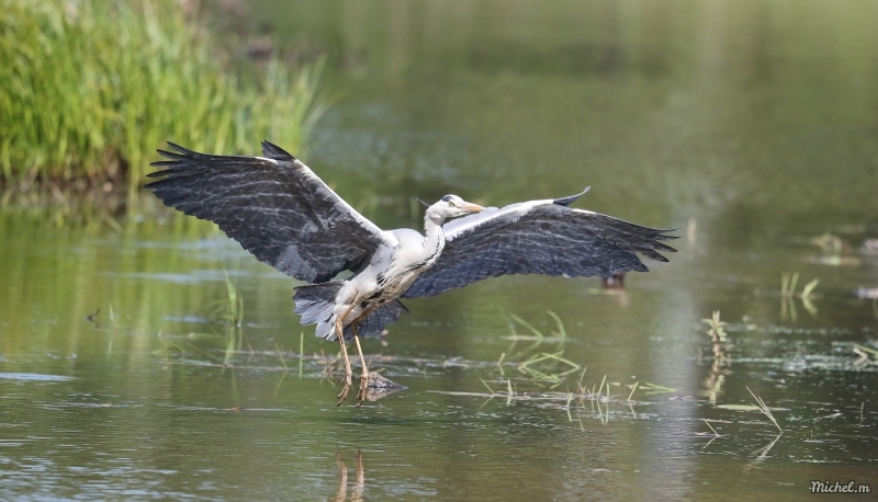 Photo Oiseaux Héron cendré