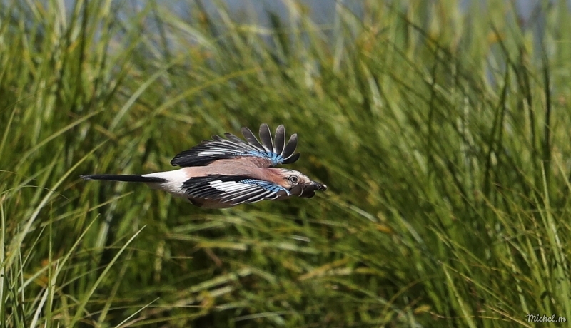 Photo Oiseaux Geai des chênes