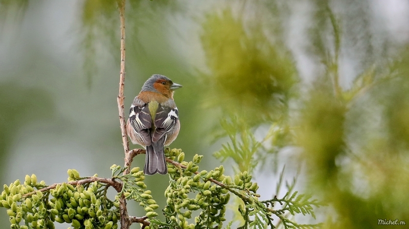 Photo Oiseaux Pinson des arbres