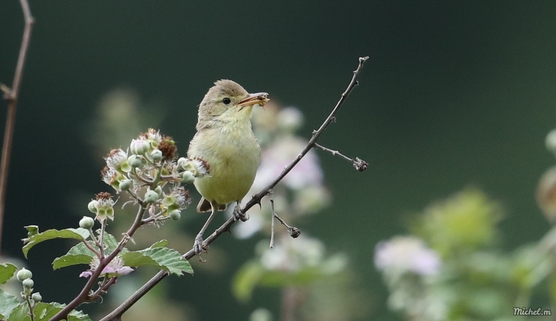 Photo Oiseaux Hypolais polyglotte