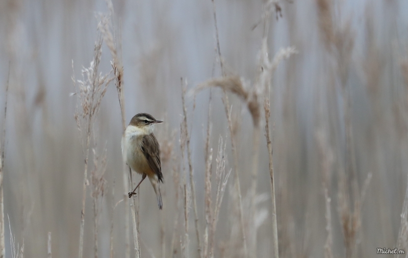 Photo Oiseaux Phragmite des joncs (Acrocephalus schoenobaenus)