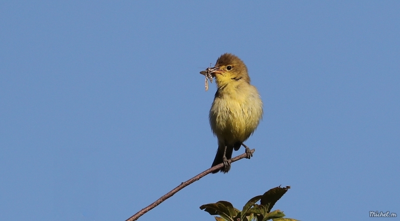 Photo Oiseaux Hypolais polyglotte