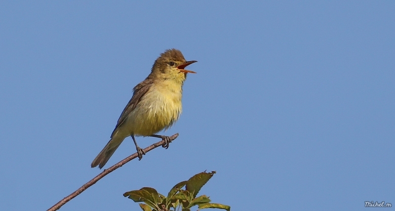 Photo Oiseaux Hypolais polyglotte