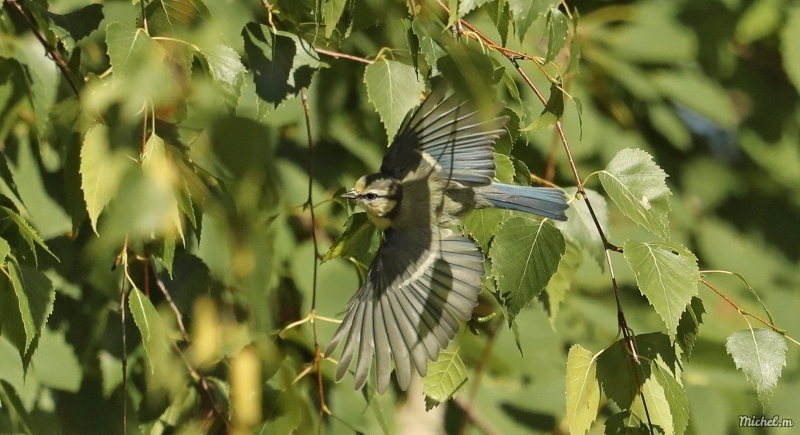Photo Oiseaux Mésange bleue