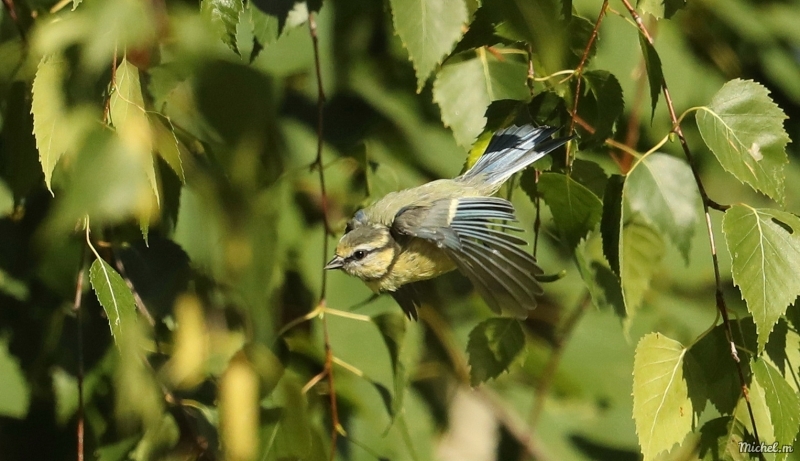 Photo Oiseaux Mésange bleue