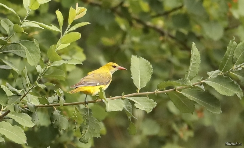 Photo Oiseaux Loriot d'Europe