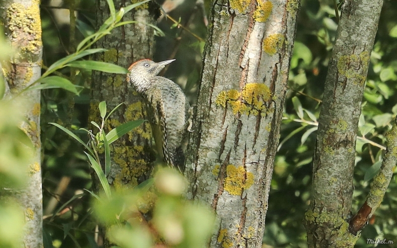 Photo Oiseaux Pic vert