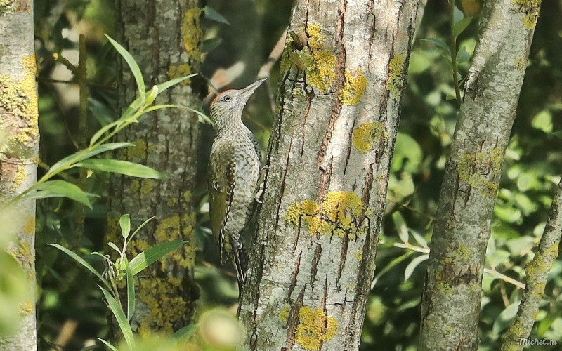 Photo Oiseaux Pic vert