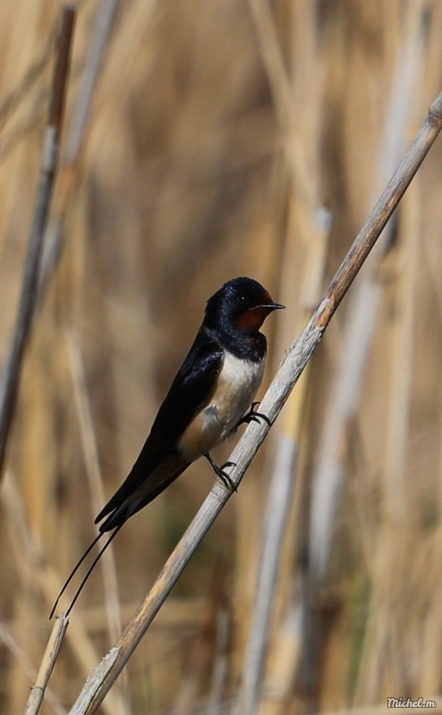 AV3I8234.JPG Hirondelle rustique (Hirundo rustica)