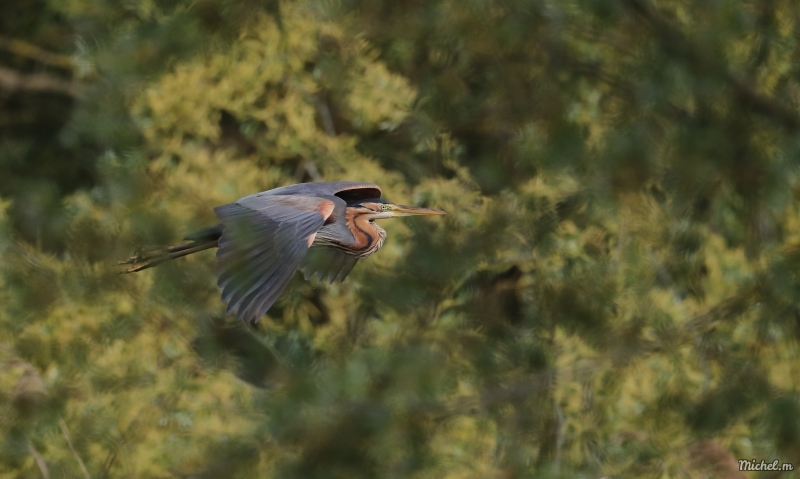 Photo Oiseaux Héron pourpré (Ardea purpurea)