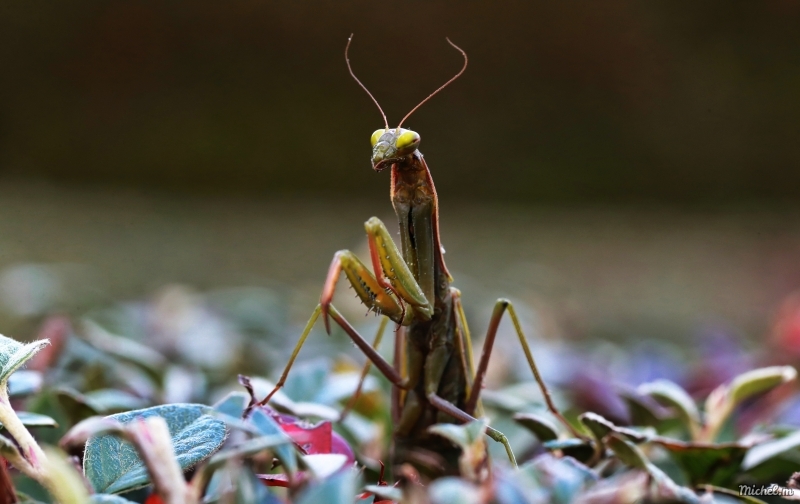 Photo Insectes Mante religieuse (Mantis religiosa)