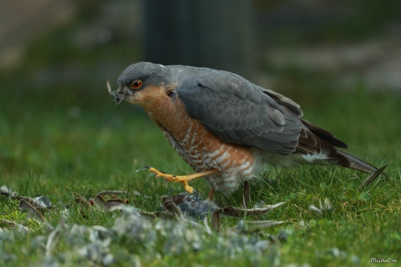 Photo Oiseaux Epervier d'europe