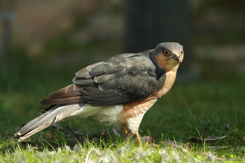 Photo Oiseaux Epervier d'europe