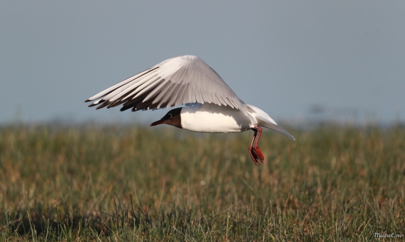 Photo Oiseaux Mouette rieuse