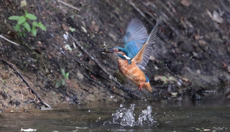 Photo Oiseaux Martin-pêcheur