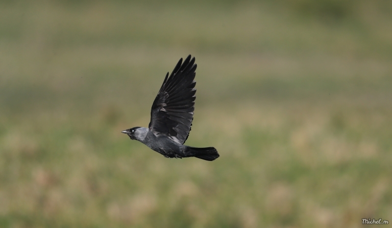 Photo Oiseaux Choucas des tours