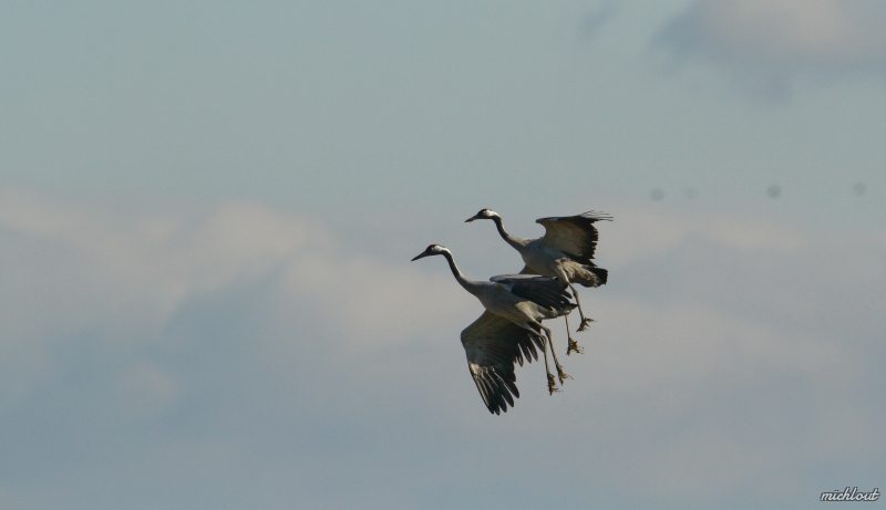 Photo Oiseaux Grue cendrée (Megalornis grus)