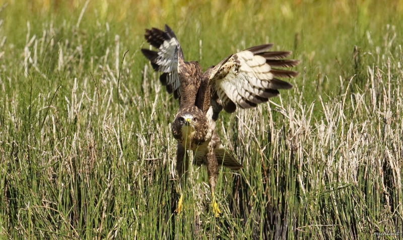 Photo Oiseaux Buse