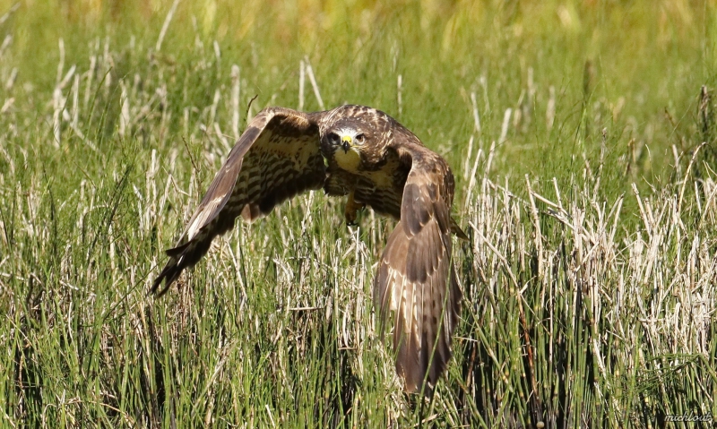 Photo Oiseaux Buse