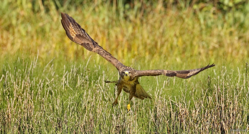 Photo Oiseaux Buse