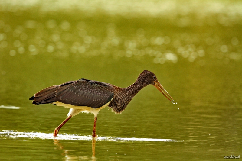 Photo Oiseaux cigogne noire
