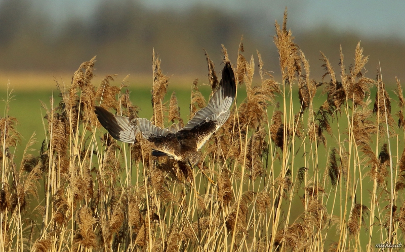 Photo Oiseaux Busard des roseaux