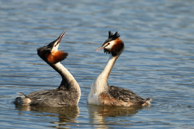 Photo Oiseaux Grèbe huppé