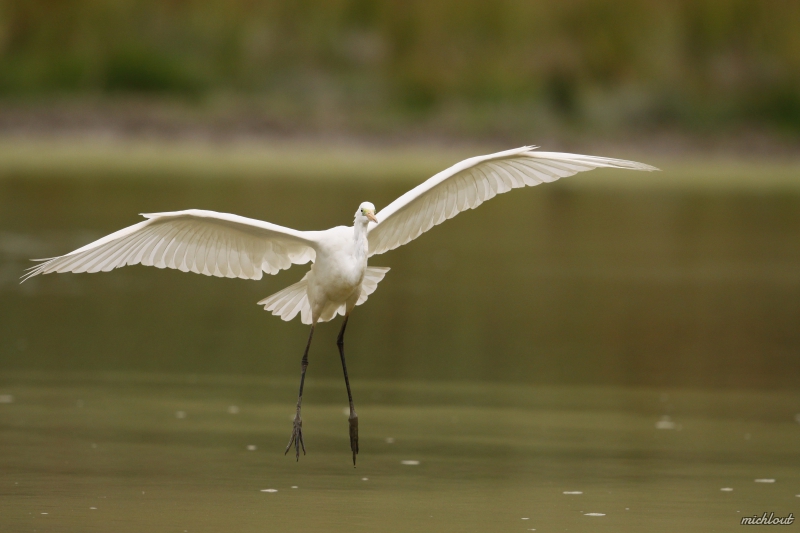 Photo Oiseaux Grande aigrette